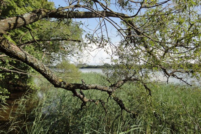 High biodiversity in untouched natural shore areas