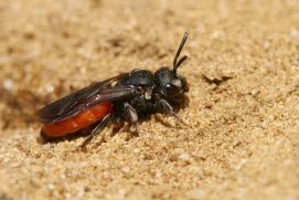 Erkennungsmerkmale: Blutbienen sind selten an Blütenpflanzen zu finden. Sie sind je nach Art 7 bis 13 Millimeter groß. Mit ihrem leuchtend roten Hinterleib fallen sie auf, wenn sie den Boden nach potenziellen Wirtsnestern absuchen.  Nist- und Lebensweise: Als parasitisch lebende Biene nutzt die Blutbiene Nester anderer Bienen. Diese werden unter der Erde angelegt.  Ernährung: Nektar wird an verschiedenen Blütenpflanzen gesammelt.  Wirt: Verschiedene Furchenbienen (z. B. Halictus, Lasioglossum) und wenige Sandbienen sind die Wirte der Blutbienen.  Lebensraum: An ihren Lebensraum haben die Blutbienen die gleichen Ansprüche wie ihre Wirte: brachliegendes Gelände, offene Landschaften, Waldränder. Genau wie ihre Wirte sind sie allerdings auch in Gärten und Parks zu finden.  Flugzeit: Mitte März bis Juni fliegen überwinterte und befruchtete Weibchen auf der Suche nach geeigneten Nistplätzen. Aus den Nestern schlüpfen noch im selben Jahr (Juli bis Oktober) die Nachkommen. Diese verpaaren sich, und die Weibchen überdauern wiederum den Winter.