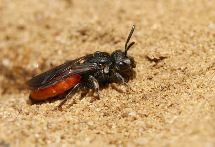 Wildbienenprojekt: Blutbiene Erkennungsmerkmale: Blutbienen sind selten an Blütenpflanzen zu finden. Sie sind je nach Art 7 bis 13 Millimeter groß. Mit ihrem leuchtend roten Hinterleib fallen sie auf, wenn sie den Boden nach potenziellen Wirtsnestern absuchen. Nist- und Lebensweise: Als parasitisch lebende Biene nutzt die Blutbiene Nester anderer Bienen. Diese werden unter der Erde angelegt. Ernährung: Nektar wird an verschiedenen Blütenpflanzen gesammelt. Wirt: Verschiedene Furchenbienen (z. B. Halictus, Lasioglossum) und wenige Sandbienen sind die Wirte der Blutbienen. Lebensraum: An ihren Lebensraum haben die Blutbienen die gleichen Ansprüche wie ihre Wirte: brachliegendes Gelände, offene Landschaften, Waldränder. Genau wie ihre Wirte sind sie allerdings auch in Gärten und Parks zu finden. Flugzeit: Mitte März bis Juni fliegen überwinterte und befruchtete Weibchen auf der Suche nach geeigneten Nistplätzen. Aus den Nestern schlüpfen noch im selben Jahr (Juli bis Oktober) die Nachkommen. Diese verpaaren sich, und die Weibchen überdauern wiederum den Winter.