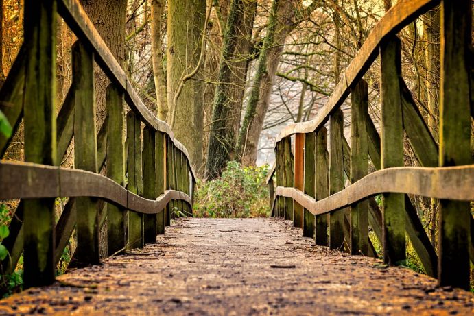 Bridge in the nature