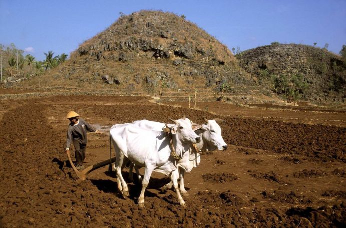 IWRM Indonesien: Ackerbau im Kaarstgebiet Die Kaarstregion leidet unter extremer Wasserknappheit. Das IWRM muss sich deswegen mit den verschiedenen Nutzungsformen von Wasser (Trinkwasser, Brauchwasser, Bewässerung, etc.) in der Region befassen. Dabei ist es von besonderer Bedeutung, bei den Menschen in der Modellregion durch Aufklärungsarbeit und Schulungen, ein Bewusstsein für den nachhaltigen Umgang mit der Ressource Wasser zu schaffen. Integriertes Wasserressourcen-Management (IWRM) in Indonesien Der Distrikt Gunung Kidul nahe der Großstadt Yogyakarta ist eines der ärmsten Gebiete Javas. Eine Ursache liegt im zerklüfteten Karstuntergrund, in dem Oberflächenwasser sofort versickert. Dies führt in der Trockenzeit zu Wassermangel, was z. B. den landwirtschaftlichen Ertrag beeinträchtigt. Gesamtziel des deutsch-indonesischen Vorhabens ist die Stärkung einer nachhaltigen Entwicklung in Gunung Kidul durch die Etablierung eines Integrierten Wasserressourcen-Managements (IWRM). Das Projekt errichtete einen unterirdischer Bewirtschaftungsspeicher, der durch regenerative Wasserkraft Höhlenwasser fördert. In dem Folgeprojekt soll jetzt neben der Erschließung der Wasservorkommen auch ein IWRM-Konzept für die optimierte Wasserverteilung, die Wasseraufbereitung und die Abwasserentsorgung entwickelt werden. Die Fördermaßnahme IWRM wird innerhalb des BMBF Rahmenprogramms Forschung für Nachhaltige Entwicklungen (FONA) finanziert. Umgesetzt wird IWRM durch die Universität Karlsruhe, das Institut für Wasser und Gewässerentwicklung (IWG) und das Karlsruher Institut für Technologie (KIT).