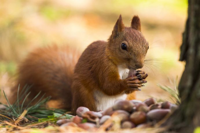 Eichh&ouml;rnchen sitzt auf dem Boden vor einem Haufen Eicheln