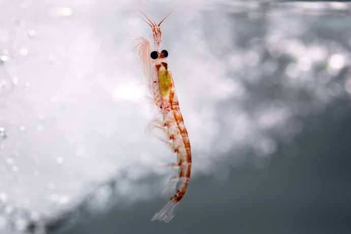 Leben unter dem Meereis: Antarktischer Krill (Euphausia superba).