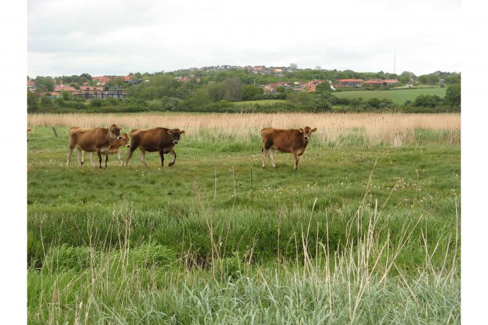 Projekt COMTESS, Extensive Beweidung von überflutungsgefährdeten Küstenbereichen in Dänemark Das Bild zeigt einen extensiv beweideten Küstenabschnitt der dänischen Ostseeküste. Das Foto wurde im Rahmen des Verbundforschungsprojekts COMTESS im "Nachhaltigen Landmanagement" Programm erstellt. Die Aufnahme entstand am 17.05.2011 in der Region Aarhus in Dänemark.
Küstenschutzstrategien hinsichtlich ihrer ökologischen, soziologischen und ökonomischen Folgen stehen im Mittelpunkt des neuen Verbundforschungsprojekts COMTESS (Sustainable COastal Land Management: Trade-offs in EcoSystem Services), das vom Bundesministerium für Bildung und Forschung (BMBF) im Rahmen des Förderschwerpunkts „Nachhaltiges Landmanagement“ im Zeitraum 2011 bis 2016 mit 3,7 Mio. Euro gefördert wird. Koordiniert wird das Projekt von der Arbeitsgruppe Landschaftsökologie der Universität Oldenburg.
Weitere Informationen zum Projekt COMTESS finden Sie in der Ausgabe von Perspektive Erde "Klimawandel: Zeit zu handeln".