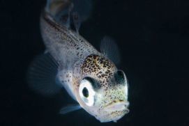 Cod larva (Gadus morhua)