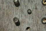 Die Hahnenfuss-Scherenbiene (Osmia florisomne) baut kleine Steinchen in den Nestverschluss mit ein. Bildbeschreibung: Nicht nur Bienen tummeln sich an der Nisthilfe, auch eine Vielzahl anderer Hautflügler, Fliegen, Milben und Käfer sind zu beobachten. Einige suchen gezielt die Nähe der Bienen und legen ihre Eier in deren Nester. Ihre Larven ernähren sich von dem eingetragenen Pollen oder den Larven der Bienen. Die Hahnenfuss-Scherenbiene hat sich einen cleveren Trick einfallen lassen, um ihre Brut vor solchen Parasieten zu schützen. Sie baut kleine Steinchen in den Nestverschluss mit ein.