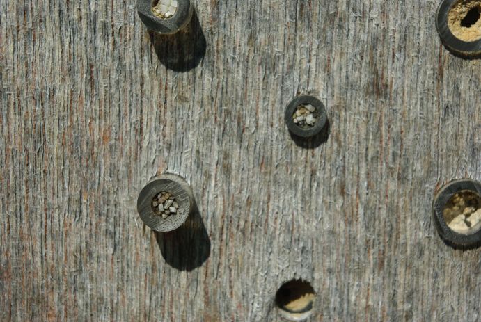 Die Hahnenfuss-Scherenbiene (Osmia florisomne) baut kleine Steinchen in den Nestverschluss mit ein. Bildbeschreibung: Nicht nur Bienen tummeln sich an der Nisthilfe, auch eine Vielzahl anderer Hautflügler, Fliegen, Milben und Käfer sind zu beobachten. Einige suchen gezielt die Nähe der Bienen und legen ihre Eier in deren Nester. Ihre Larven ernähren sich von dem eingetragenen Pollen oder den Larven der Bienen. Die Hahnenfuss-Scherenbiene hat sich einen cleveren Trick einfallen lassen, um ihre Brut vor solchen Parasieten zu schützen. Sie baut kleine Steinchen in den Nestverschluss mit ein.