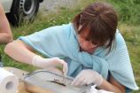 SchussenAktivplus: Vorsichtige Organentnahme Die Fischart Döbel wird als Bioindikator genutzt. Nach der Organentnahme werden z. B. Leber, Niere oder Kiemen auf Schäden untersucht.
Projekt:
Das Projekt "SchussenAktivplus" wird innerhalb des
Rahmenprogramms Forschung für Nachhaltige Entwicklungen über die
Fördermaßnahme "Risikomanagement von neuen Schadstoffen und
Krankheitserregern im Wasserkreislauf" (RiSKWa) gefördert.
Keime und Spurenstoffe (z.B. Arzneimittel oder Pflanzenschutzmittel) gelangen über das Abwasser und den Regenwasserentlastungsweg in unsere Flüsse und Seen. Das kann Fischen und anderen Gewässerorganismen schaden sowie die Trink- und Badewasserqualität verschlechtern.
Das Forschungsprojekt SchussenAktivplus betrachtet solche Einträge im Einzugsgebiet der Schussen, einem bedeutenden Zufluss des Bodensees.
Wissenschaftler aus unterschiedlichen Bereichen überprüfen, in wie weit sich Spurenstoffe und Keime mit Hilfe verbesserter Technologien an Kläranlagen und Regenüberlaufbecken unterschiedlicher Größe reduzieren lassen, und wie stark Gewässerorganismen davon profitieren können. Dazu untersuchen sie Fische, wirbellose Tiere, wie z.B. Bachflohkrebse, aber auch Pflanzen und Zellkultursysteme.