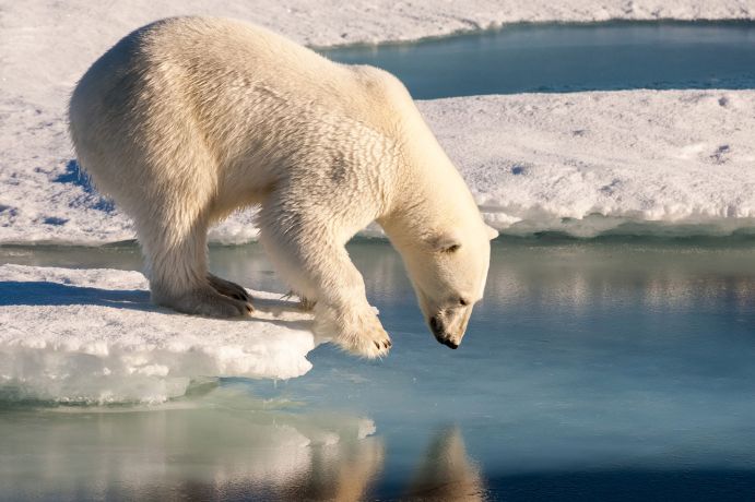 Polar bear on the sea ice of the Arctic Ocean