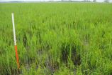 Forschende der Universität&nbsp; Greifswald haben im Projekt "Paludikultur" nachgewiesen, dass die landwirtschaftliche Nutzung der Moore durchaus im Einklang mit der Natur erfolgen kann. Die Feuchtbiotope müssen dafür nicht trocken gelegt werden, sondern können in ihrem ursprünglichen Zustand&nbsp; genutzt werden. Paludikultur, zusammengesetzt aus den lateinischen Wörtern „palus“ (Sumpf) und „cultura“ (Bewirtschaftung) ist die land- oder forstwirtschaftliche Nutzung von nassen oder wiedervernässten Moorböden.  Fotoinhalt: In diesem Moorgebiet wird seit vielen Jahren Paludikultur in Form der Mahd von Schilf betrieben. Im Rahmen des FONA-Projektes „Vorpommern Initiative Paludikultur – VIP“ wurden dabei neue Technologien erprobt und Befragungen der beteiligten Akteure vor Ort durchgeführt. Das Schilf wird überwiegend als Baumaterial (Dachschilf) verwendet. Das Gebiet beherbergt gleichzeitig verschiedene seltene und gefährdete Tier- und Pflanzenarten.  Weitere Informationen finden Sie hier.  Am 22.11.2013 verlieh das Bundesministerium für Bildung und Forschung (BMBF) im Rahmen des Deutschen Nachhaltigkeitspreises bereits zum zweiten Mal den Forschungspreis „Nachhaltige Entwicklungen". Dieses Jahr wurde das Projekt „Vorpommern Initiative Paludikultur (VIP)“ von der Universität Greifswald ausgezeichnet. Georg Schütte, Staatssekretär im Bundesforschungsministerium, bezeichnete das Projekt als beispielhaft für die Forschung zur Nachhaltigkeit.  Wissenschaftler der Universität haben nachgewiesen, dass die landwirtschaftliche Nutzung der Moore durchaus im Einklang mit der Natur erfolgen kann. Die Feuchtbiotope müssen dafür nicht trocken gelegt werden, sondern können in ihrem ursprünglichen Zustand&nbsp; genutzt werden.