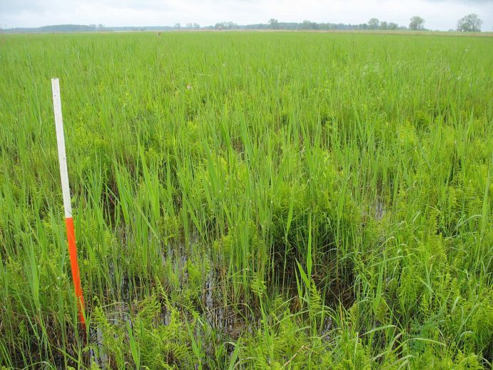 Paludikultur: Das Rozwarowo-Moor in Nordwestpolen – Seggenrohrsängerlebensraum und Schilfnutzungsgebiet Forschende der Universität Greifswald haben im Projekt "Paludikultur" nachgewiesen, dass die landwirtschaftliche Nutzung der Moore durchaus im Einklang mit der Natur erfolgen kann. Die Feuchtbiotope müssen dafür nicht trocken gelegt werden, sondern können in ihrem ursprünglichen Zustand genutzt werden. Paludikultur, zusammengesetzt aus den lateinischen Wörtern „palus“ (Sumpf) und „cultura“ (Bewirtschaftung) ist die land- oder forstwirtschaftliche Nutzung von nassen oder wiedervernässten Moorböden. Fotoinhalt: In diesem Moorgebiet wird seit vielen Jahren Paludikultur in Form der Mahd von Schilf betrieben. Im Rahmen des FONA-Projektes „Vorpommern Initiative Paludikultur – VIP“ wurden dabei neue Technologien erprobt und Befragungen der beteiligten Akteure vor Ort durchgeführt. Das Schilf wird überwiegend als Baumaterial (Dachschilf) verwendet. Das Gebiet beherbergt gleichzeitig verschiedene seltene und gefährdete Tier- und Pflanzenarten. Weitere Informationen finden Sie hier. Am 22.11.2013 verlieh das Bundesministerium für Bildung und Forschung (BMBF) im Rahmen des Deutschen Nachhaltigkeitspreises bereits zum zweiten Mal den Forschungspreis „Nachhaltige Entwicklungen". Dieses Jahr wurde das Projekt „Vorpommern Initiative Paludikultur (VIP)“ von der Universität Greifswald ausgezeichnet. Georg Schütte, Staatssekretär im Bundesforschungsministerium, bezeichnete das Projekt als beispielhaft für die Forschung zur Nachhaltigkeit. Wissenschaftler der Universität haben nachgewiesen, dass die landwirtschaftliche Nutzung der Moore durchaus im Einklang mit der Natur erfolgen kann. Die Feuchtbiotope müssen dafür nicht trocken gelegt werden, sondern können in ihrem ursprünglichen Zustand genutzt werden.