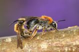 Erkennungsmerkmale: Die Größe der Bienen liegt zwischen 10 und 12 Millimeter. Eine eindeutige Bestimmung erlaubt die orangene Behaarung des mittleren Körperteils und die orangene Spitze des Hinterleibes. Die Männchen sind etwas kleiner und haben eine auffällige Gesichtsbehaarung.  Nist- und Lebensweise: Solitär und manchmal in kleinen Gruppen werden Nistplätze im Boden angelegt.  Ernährung: Als nicht spezialisierte Art nutzt diese Sandbiene ein breites Blütenspektrum.  Parasiten: Eine Wespenbiene schmarotzt in den Nestern der Rotschopfigen Sandbiene.  Lebensraum: Die Rotschopfige Sandbiene nutzt Streuobstwiesen, Heiden, Waldränder, Bahndämme und Siedlungsbereiche.  Flugzeit: Männchen fliegen wenige Tage vor den Weibchen. Es handelt sich um eine Frühjahrsart.