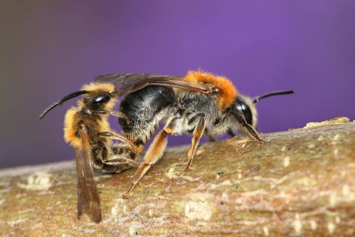 Wildbienenprojekt: Rotschopfige Sandbiene Erkennungsmerkmale: Die Größe der Bienen liegt zwischen 10 und 12 Millimeter. Eine eindeutige Bestimmung erlaubt die orangene Behaarung des mittleren Körperteils und die orangene Spitze des Hinterleibes. Die Männchen sind etwas kleiner und haben eine auffällige Gesichtsbehaarung. Nist- und Lebensweise: Solitär und manchmal in kleinen Gruppen werden Nistplätze im Boden angelegt. Ernährung: Als nicht spezialisierte Art nutzt diese Sandbiene ein breites Blütenspektrum. Parasiten: Eine Wespenbiene schmarotzt in den Nestern der Rotschopfigen Sandbiene. Lebensraum: Die Rotschopfige Sandbiene nutzt Streuobstwiesen, Heiden, Waldränder, Bahndämme und Siedlungsbereiche. Flugzeit: Männchen fliegen wenige Tage vor den Weibchen. Es handelt sich um eine Frühjahrsart.