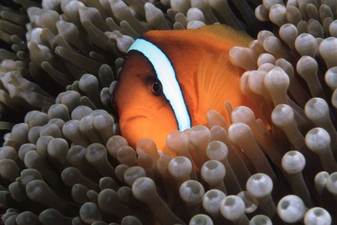 Orange clownfish (Amphiprion percula)