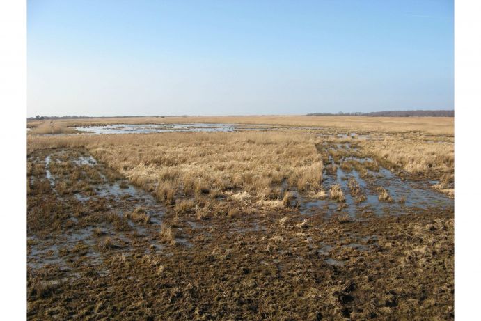Projekt COMTESS, Wiedervernässung im Naturschutzgebiet Grenztalmoor Das Bild zeigt eine wiedervernässte Fläche im Naturschutzgebiet "Grenztalmoor". Das Foto wurde im Rahmen des Verbundforschungsprojekts COMTESS im "Nachhaltigen Landmanagement" Programm erstellt. Die Aufnahme entstand am 29.03.2011 im Naturschutzgebiet "Grenztalmoor" nahe Bad Sülze in Mecklenburg-Vorpommern.
Küstenschutzstrategien hinsichtlich ihrer ökologischen, soziologischen und ökonomischen Folgen stehen im Mittelpunkt des neuen Verbundforschungsprojekts COMTESS (Sustainable COastal Land Management: Trade-offs in EcoSystem Services), das vom Bundesministerium für Bildung und Forschung (BMBF) im Rahmen des Förderschwerpunkts „Nachhaltiges Landmanagement“ im Zeitraum 2011 bis 2016 mit 3,7 Mio. Euro gefördert wird. Koordiniert wird das Projekt von der Arbeitsgruppe Landschaftsökologie der Universität Oldenburg.
Weitere Informationen zum Projekt COMTESS finden Sie in der Ausgabe von Perspektive Erde "Klimawandel: Zeit zu handeln".