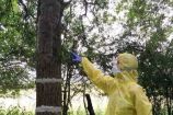 Etwa 2m großes Nest der Raupen des Eichenprozessionspinners an Untersuchungsbaum im befallenen Eichenbestand; Projekt MOPM (Modelling Oak Processionary Moth).Im Forschungsprojekt „MOPM“ (Modelling Oak Processionary Moth) werden an der Georg-August-Universität Göttingen Risiken und Auswirkungen der Massenverbreitung dieses Insektes untersucht. Das Ziel: Ein nachhaltiges Forstmanagement sowie Gesundheitsrisikokontrolle in urbanen und ruralen Eichenwäldern Europas. Das Projekt MOPM wird im Rahmen der BMBF-geförderten Nachwuchsgruppen Globaler Wandel 4+1 gefördert . Dieses Förderprogramm ermöglicht jungen Wissenschaftlerinnen und Wissenschaftlern, mit außergewöhnlichen und innovativen Forschungsideen den Herausforderungen des Globalen Wandels zu begegnen und umsetzbare Lösungen zu finden.Weitere Informationen zum Projekt MOPM finden Sie in der aktuellen Ausgabe von Perspektive Erde „Junge Wissenschaft“ http://www.fona.de/de/20438.