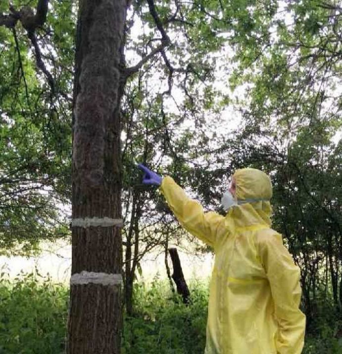 Etwa 2m großes Nest der Raupen des Eichenprozessionspinners an Untersuchungsbaum im befallenen Eichenbestand; Projekt MOPM (Modelling Oak Processionary Moth).Im Forschungsprojekt „MOPM“ (Modelling Oak Processionary Moth) werden an der Georg-August-Universität Göttingen Risiken und Auswirkungen der Massenverbreitung dieses Insektes untersucht. Das Ziel: Ein nachhaltiges Forstmanagement sowie Gesundheitsrisikokontrolle in urbanen und ruralen Eichenwäldern Europas. Das Projekt MOPM wird im Rahmen der BMBF-geförderten Nachwuchsgruppen Globaler Wandel 4+1 gefördert . Dieses Förderprogramm ermöglicht jungen Wissenschaftlerinnen und Wissenschaftlern, mit außergewöhnlichen und innovativen Forschungsideen den Herausforderungen des Globalen Wandels zu begegnen und umsetzbare Lösungen zu finden.Weitere Informationen zum Projekt MOPM finden Sie in der aktuellen Ausgabe von Perspektive Erde „Junge Wissenschaft“ http://www.fona.de/de/20438.