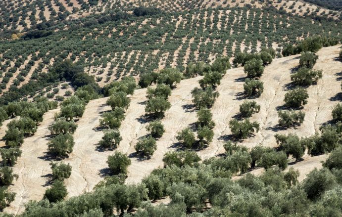 Olivenplantage in Andalusien: Die Landwirtschaft trägt zur fortschreitenden Austrockung des Mittelmeerraums bei.