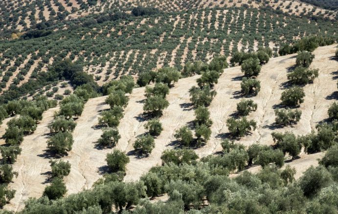 Olivenplantage in Andalusien: Die Landwirtschaft trägt zur fortschreitenden Austrockung des Mittelmeerraums bei. Olivenplantage in Andalusien: Die Landwirtschaft trägt zur fortschreitenden Austrockung des Mittelmeerraums bei.