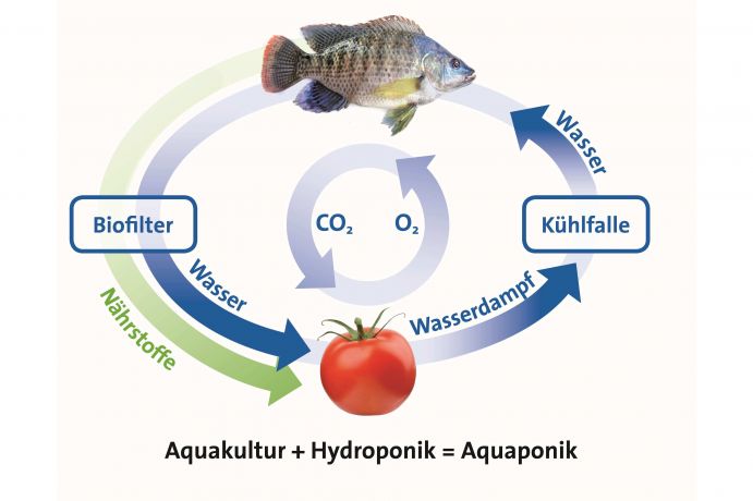 Am Leibniz-Institut für Gewässerökologie und Binnenfischerei (IGB) entwickelten Forscher eine nahezu emissionsfreie Aquaponikanlage zur Gemüse- und Fischzucht in einem geschlossenen Gewächshaus. Das Tomatenfischprojekt wird innerhalb das Rahmenprogramms Forschung für Nachhaltige Entwicklungen (FONA) des Bundesministeriums für Bildung und Forschung (BMBF) gefördert.