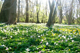 Auenwald im Frühling (BUND/Philipp Gerhardt)