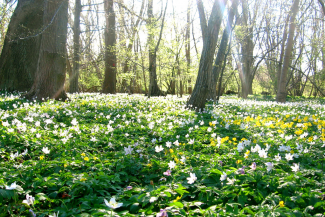 Hardwood floodplain forests exhibit a high biodiversity. They provide valuable ecosystem strips such as flood control and carbon storage.