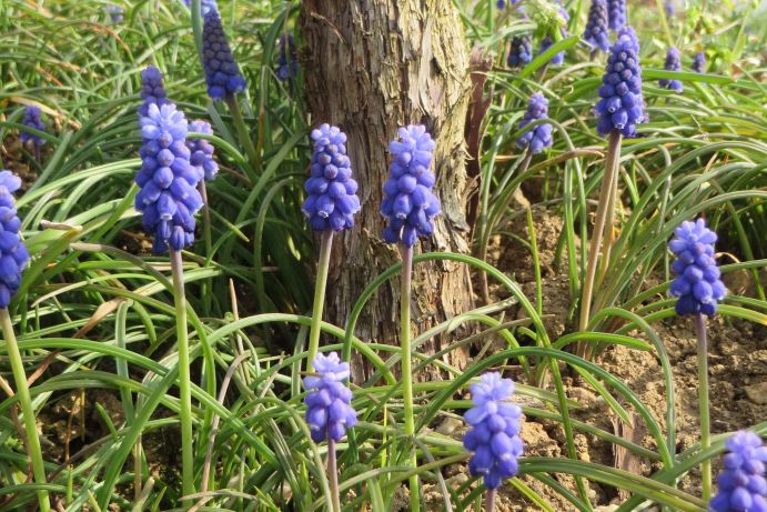 BiodivERsA-Projekts PromESSinG: Weinbergflora als wichtiges Element der Biodiversität Die Aufnahme aus dem Jahr 2014 zeigt die Unterstockvegetation eines Weinbergs. Die Flora und Fauna der Weinfelder bilden ein unverzeichtbar wichtiges Element für ein funktionierendes Ökosystem und tragen u.a. zur Verbesserung der Bodenqualität oder Schädlingsregulierung bei. Um diese Zusammenhänge zu untersuchen, und deren Bedeutung für den Weinbau zu verstehen, wird im Projekt PromESSinG (Managementkonzept für mitteleuropäische Weinberg-Ökosysteme zur Förderung von Ökosystemdienstleistungen im Weinbau) länderübergreifend in enger Zusammenarbeit mit den Weinbauern in Deutschland, Frankreich, der Schweiz, Österreich und Rumänien geforscht. Das Weinbau Projekt wird gefördert vom BMBF über BiodivERsA/FACCEJPI.
Das Schirmprojekt European Research Area-Net (ERA-Net) BiodivERsA hat zum Ziel, wissenschaftliche Kompetenzen zu bündeln und gemeinsam Strategien zum Schutz der Artenvielfalt zu entwickeln.
Weitere Informationen zum Projekt finden Sie in der Ausgabe von Perspektive Erde "Artenvielfalt: Das große Sterben?", die Sie hier herunterladen können: www.fona.de/biodiversitaet.