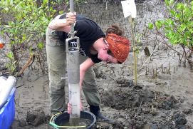 Sediment core in the mangrove in the east of the Segara Anakan Lagoon, Indonesia.