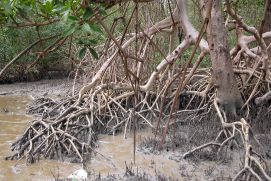 Mangroven im Nordosten Brasiliens