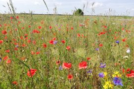 Blühstreifen in der Modellregion Vereinigte Mulde