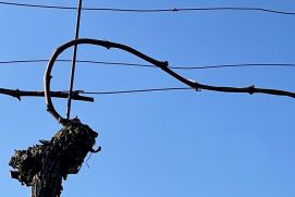 Was im Weinbau klappt, soll auch mit der globalen Temperaturkurve funktionieren: Wenn die Entwicklung zu weit nach oben gegangen ist, wird sie wieder nach unten gebracht. 