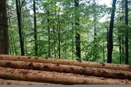 Stapel frisch gefällter Baumstämme im Vordergrund mit einem grünen Laubwald im Hintergrund.