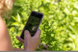 Eine Frau nutzt eine Smartphone-App, um Pflanzen zu identifizieren.