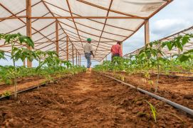 To achieve sustainable agriculture, a combination of modern cultivation techniques and special irrigation methods is used, for example. SASSCAL is setting up the new graduate programme in Angola so that specific knowledge in this area can be further expanded.