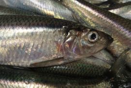 Abnehmende Bestände: Heringe sind längst zum Gegenstand umfangreicher Forschungen geworden. 