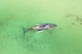 Der gestrandete Buckelwal in der Wismarer Bucht 