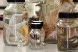 Molekulare Taxonomie Mariner Organismen: In Alkohol eingelegte Proben Das Bild zeigt unterschiedliche in Alkohol eingelegte Proben. Diese Proben werden genutzt um in der Nordsee vorkommende Arten zu erfassen.
Eine Gruppe aus Nachwuchsforschern, die am Institut Senckenberg in Wilhelmshaven gegründet wurde, testet unter dem Projektnamen „Molekulare Taxonomie Mariner Organismen“ neue Verfahren, um die Fauna der Nordsee schnell zu bestimmen und damit auch die Biodiversität zu erfassen. Diese Zielsetzung verfolgt das vom Bundesforschungsministerium und dem Land Niedersachsen gemeinsam geförderte Projekt.
Weitere Informationen zum Projekt finden Sie in der Ausgabe von Perspektive Erde "Artenvielfalt: Das große Sterben?", die Sie hier herunterladen können: www.fona.de/biodiversitaet.