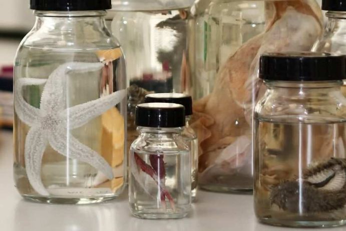 Molekulare Taxonomie Mariner Organismen: In Alkohol eingelegte Proben Das Bild zeigt unterschiedliche in Alkohol eingelegte Proben. Diese Proben werden genutzt um in der Nordsee vorkommende Arten zu erfassen.
Eine Gruppe aus Nachwuchsforschern, die am Institut Senckenberg in Wilhelmshaven gegründet wurde, testet unter dem Projektnamen „Molekulare Taxonomie Mariner Organismen“ neue Verfahren, um die Fauna der Nordsee schnell zu bestimmen und damit auch die Biodiversität zu erfassen. Diese Zielsetzung verfolgt das vom Bundesforschungsministerium und dem Land Niedersachsen gemeinsam geförderte Projekt.
Weitere Informationen zum Projekt finden Sie in der Ausgabe von Perspektive Erde "Artenvielfalt: Das große Sterben?", die Sie hier herunterladen können: www.fona.de/biodiversitaet.