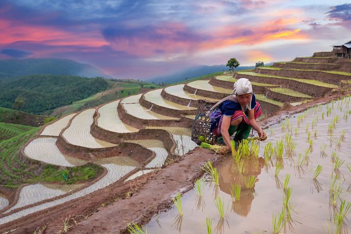 Wasser als Grundlage unserer Ern&auml;hrung, Beispiel Reisanbau in Thailand.