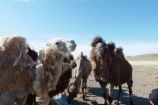Projekt "Klimaschocks in der Mongolei": Kamele machen Pause an einem Wassertrog Das Projekt „Klimaschocks in der Mongolei“ untersucht die Auswirkungen von extremen Wetterereignissen aus der Mikroperspektive von Haushalten. Dazu erhebt das Projekt eine Längsschnitt-Haushaltsbefragung unter 1750 Familien in der westlichen Mongolei. Mit dem Forschungsschwerpunkt „Ökonomie des Klimawandels“ verfolgt das BMBF das Ziel, Kosten, Risiken und Chancen des Klimawandels besser abzuschätzen. Damit werden die Entscheidungsgrundlagen in Politik, Wirtschaft und Gesellschaft verbessert. Derzeit werden in 27 Projekten unterschiedliche Modelle entwickelt und Szenarien bewertet. Das Projekt wird in der aktuellen Ausgabe von Perspektive Erde "Neue Perspektiven für die Klimapolitik" vorgestellt.