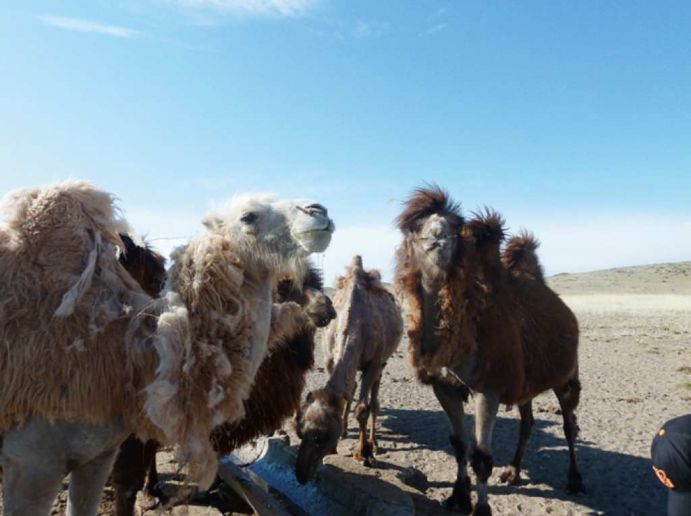 Projekt "Klimaschocks in der Mongolei": Kamele machen Pause an einem Wassertrog Das Projekt „Klimaschocks in der Mongolei“ untersucht die Auswirkungen von extremen Wetterereignissen aus der Mikroperspektive von Haushalten. Dazu erhebt das Projekt eine Längsschnitt-Haushaltsbefragung unter 1750 Familien in der westlichen Mongolei. Mit dem Forschungsschwerpunkt „Ökonomie des Klimawandels“ verfolgt das BMBF das Ziel, Kosten, Risiken und Chancen des Klimawandels besser abzuschätzen. Damit werden die Entscheidungsgrundlagen in Politik, Wirtschaft und Gesellschaft verbessert. Derzeit werden in 27 Projekten unterschiedliche Modelle entwickelt und Szenarien bewertet. Das Projekt wird in der aktuellen Ausgabe von Perspektive Erde "Neue Perspektiven für die Klimapolitik" vorgestellt.
