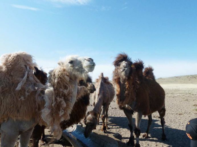 Das Projekt „Klimaschocks in der Mongolei“ untersucht die Auswirkungen von extremen Wetterereignissen aus der Mikroperspektive von Haushalten. Dazu erhebt das Projekt eine Längsschnitt-Haushaltsbefragung unter 1750 Familien in der westlichen Mongolei.  Mit dem Forschungsschwerpunkt „Ökonomie des Klimawandels“ verfolgt das BMBF das Ziel, Kosten, Risiken und Chancen des Klimawandels besser abzuschätzen. Damit werden die Entscheidungsgrundlagen in Politik, Wirtschaft und Gesellschaft verbessert. Derzeit werden in 27 Projekten unterschiedliche Modelle entwickelt und Szenarien bewertet.  Das Projekt wird in der aktuellen Ausgabe von Perspektive Erde "Neue Perspektiven für die Klimapolitik" vorgestellt.