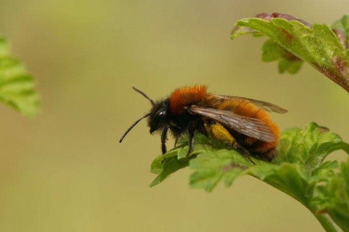 Erkennungsmerkmale: Die Biene ist zwischen 9 und 14 Millimeter groß, die Männchen sind etwas kleiner als die Weibchen. Dank der fuchsroten Behaarung auf Rücken und Hinterleib ist sie sehr auffällig. Die sonstige Färbung ist schwarz. Im Gegensatz zu der ähnlich aussehenden Roten Mauerbiene transportiert die Fuchsrote Sandbiene den Pollen an den Hinterbeinen und nicht am Bauch.  Lebens- und Nistweise: Die Eier werden in Hohlräumen unter der Erde abgelegt. Es wird ein Gang gegraben, der teilweise bis zu 55 Zentimeter tief ist. Sind die Bedingungen für den Nistplatzbau besonders gut, nistet die Fuchsrote Sandbiene auch in großen Ansammlungen mit mehr als 1.000 solitär nistenden Bienen. Für diese bodennistende Art ist eine etwas nachlässige Gartenpflege von Vorteil, da das Umgraben und Wässern von Böden die Nester zerstört.  Ernährung: Die Biene ist hinsichtlich ihrer Futterpflanzen nicht wählerisch. Besonders gerne scheint sie dennoch Stachel- und Johannisbeeren zu mögen.  Parasiten: Zwei Arten von Wespenbienen parasitieren bei der Fuchsroten Sandbiene.  Lebensraum: Bevorzugt lebt die Fuchsrote Sandbiene in lichten Wäldern, auf Brachen sowie in Gärten und Parks. Sie ist als Kulturfolger häufig im Siedlungsbereich und in Städten zu finden. Fugen zwischen Pflastersteinen werden gerne genutzt – verzichten Sie deshalb auf den Einsatz von Herbiziden und das Auskratzen der Fugen.  Flugzeit: Vertreter dieser Bienenart fliegen von Ende März bis Mitte Mai. Die Männchen erscheinen wenige Tage bis Wochen früher als die Weibchen.