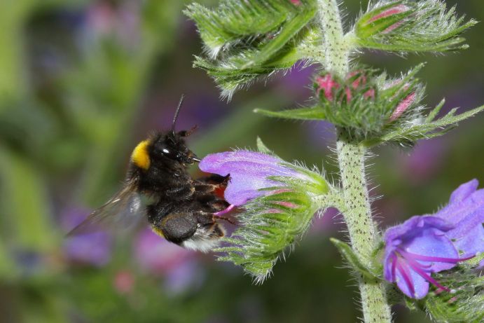 Wildbienenprojekt: Dunkle Erdhummel Erkennungsmerkmale: Die Dunkle Erdhummel ist die wohl auffälligste und bekannteste Hummel. Arbeiterinnen sind 11 bis 17 Millimeter groß, Königinnen sogar 20 bis 30 Millimeter. Leicht erkennbare Merkmale sind die dunkelgelben Haarbänder auf dem mittleren Körperteil und dem Hinterleib sowie dessen weiße behaarte Spitze. Nist- und Lebensweise: Die Staaten bestehen ein Jahr. Nur die Königin eines Volkes pflanzt sich fort, die Arbeiterinnen sammeln Nahrung. Nester werden im Erdboden angelegt, alte Mäusenester oder sonstige Hohlräume werden genutzt. Ernährung: Es sind keine Spezialisierungen zu finden, die Dunkle Erdhummel sammelt Pollen an den verschiedensten Blüten. Parasiten: Die Keusche Kuckuckshummel (Bombus vestalis) dringt in die Nester der Dunklen Erdhummel ein und gibt sich als Königin aus. Sie legt Eier, und die Arbeiterinnen der Dunklen Erdhummel versorgen diese. Lebensraum: Die Hummel ist weit verbreitet. Bevorzugt nutzt sie offene Landschaften und oft auch Parks sowie Grünanlagen im Siedlungsbereich. Immer häufiger ist sie in Gewächshäusern zu finden; dort sind sie besonders wichtig für die Bestäubung von Tomaten. Flugzeit: Die Königinnen erscheinen Mitte März, sie suchen Nester und beginnen mit der Eiablage. In den Folgemonaten sind Arbeiterinnen zu beobachten. Die Jungköniginnen schlüpfen Ende Juli, gleichzeitig mit den Männchen. Zum Ende des Jahres graben sich die Jungköniginnen im Erdreich ein und überdauern so den Winter.