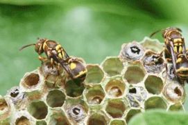 Wasp on nest