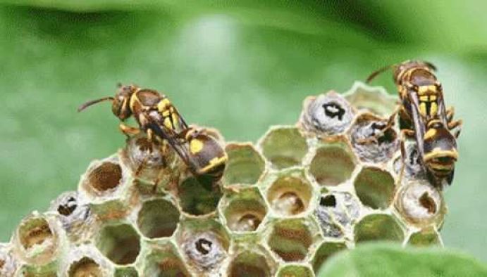 Wasp on nest