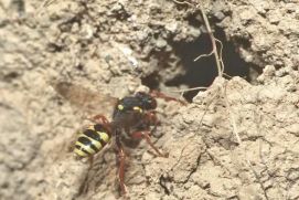 Mediathekbild - mit dem Titel Wespenbiene (Nomada) (M.Schindler)