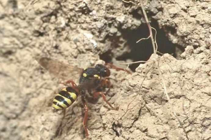 Wildbienenprojekt: Wespenbiene Mediathekbild - mit dem Titel Wespenbiene (Nomada) (M.Schindler)