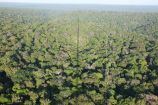 Schatten des "Amazonian Tall Tower Observatory" 150 km nordöstlich der brasilianischen Stadt Manaus wurde im August 2015 der Klima-Messturm ATTO ("Amazonian Tall Tower Observatory") eingeweiht, der mit seinen 325 Metern den Eiffelturm um einen Meter überragt. So wird der Turm Informationen zur Treibhausgasbilanz von mehreren tausend Quadratkilometern - rund 50 Prozent des Amazonasbeckens - liefern können. Deutsche und brasilianische Wissenschaftler forschen dabei in einem Waldgebiet, das weit entfernt von Störungen durch menschliche Einflüsse liegt. ATTO kann somit dazu beitragen, die klimarelevanten chemischen und physikalischen Prozesse über dem Amazonasgebiet zu erfassen, zu bewerten und damit neue Grundlagen für den Klimaschutz zu schaffen.