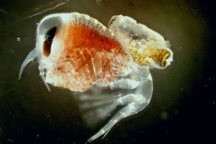 The crayfish Hyperiella antarctica with a winged snail (Spongiobranchaea) piggybacked.